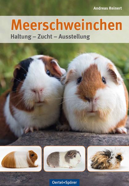 Meerschweinchen