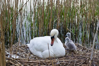 Brutmaschine A 70 - Bild 2