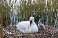 Vorschau: Brutmaschine A 70 - Bild 2 Vorschau: Brutmaschine A 70 - Bild 2