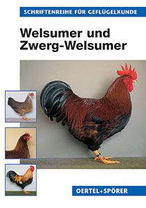 Welsumer und Zwerg-Welsumer - Bild 1