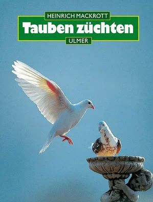 Tauben züchten - Bild 1