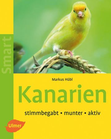 Kanarien - stimmbegabt - munter - aktiv - Bild 1