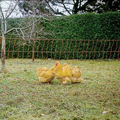 Geflügelnetz, Höhe 112 cm, Länge 25 m - nicht stromführend - Bild 1