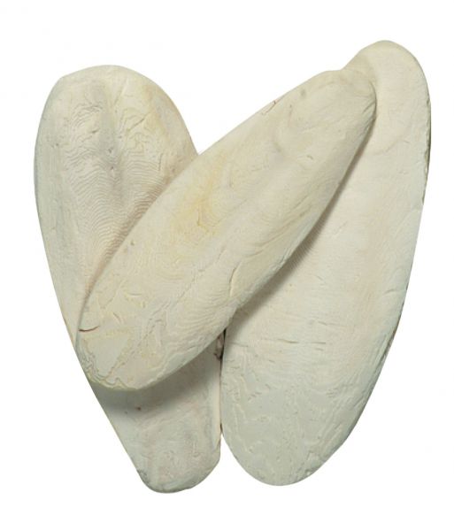 Sepiaschalen ca.150g